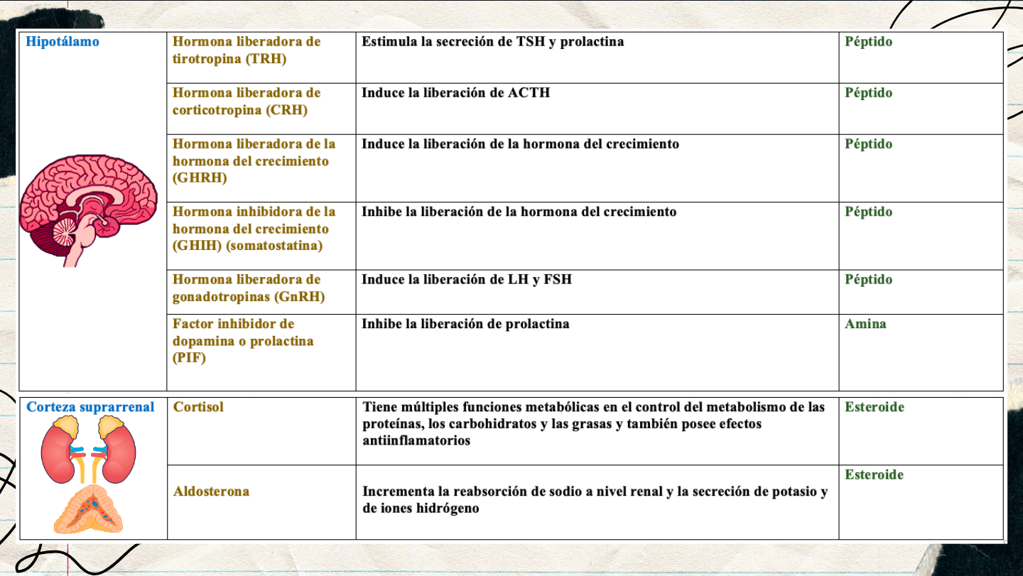 Principales hormonas del cuerpo humano según su glándula de origen.