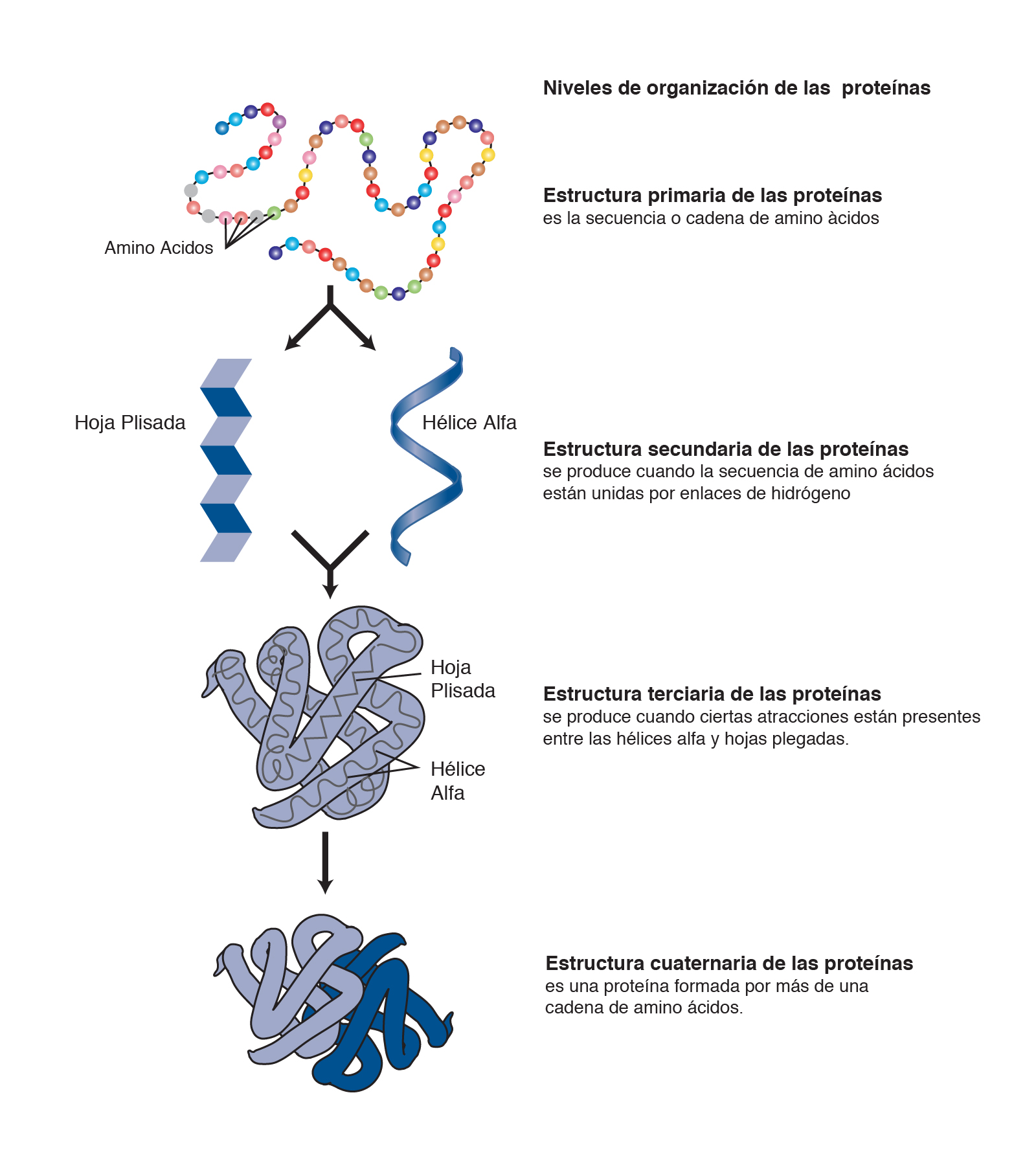 Estructura primaria de las proteínas!!