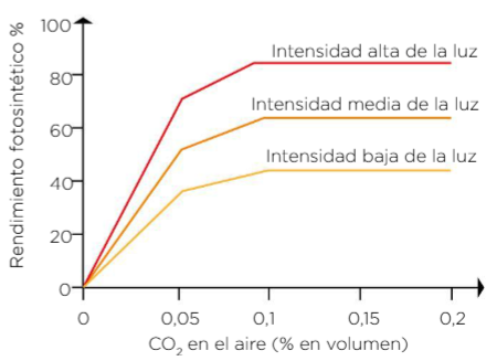 Factores limitantes de la fotosíntesis