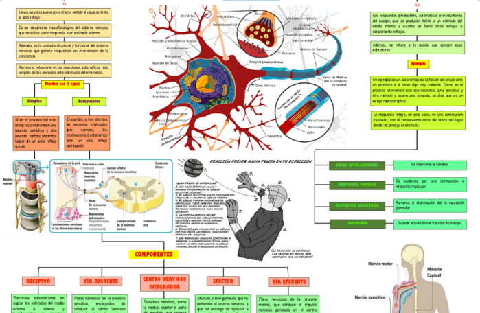 SISTEMA NERVIOSO-APUNTES PARA EXAMEN. EN EL LINK