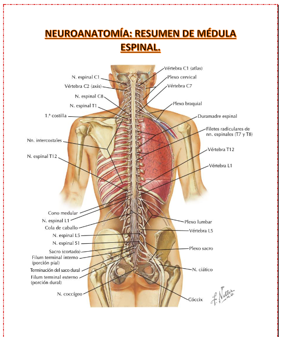Resumen sobre medula espinal