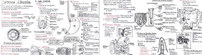 APUNTES DEL SISTEMA DIGESTIVO. EN EL LINK, detallado