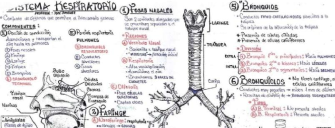 APUNTES DEL SISTEMA RESPIRATORIO. EN EL LINK, detallado
