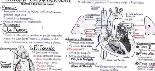 APUNTES DEL SISTEMA CARDIOVASCULAR. EN EL LINK, detallado