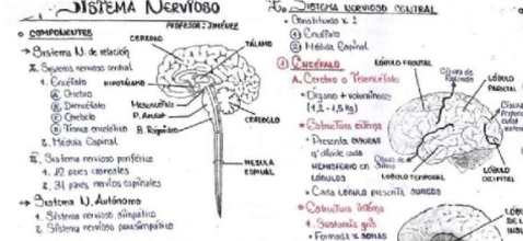 APUNTES DEL SISTEMA NERVIOSO. EN EL LINK, detallado