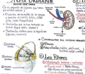 APUNTES DEL SISTEMA URINARIO. EN EL LINK, detallado
