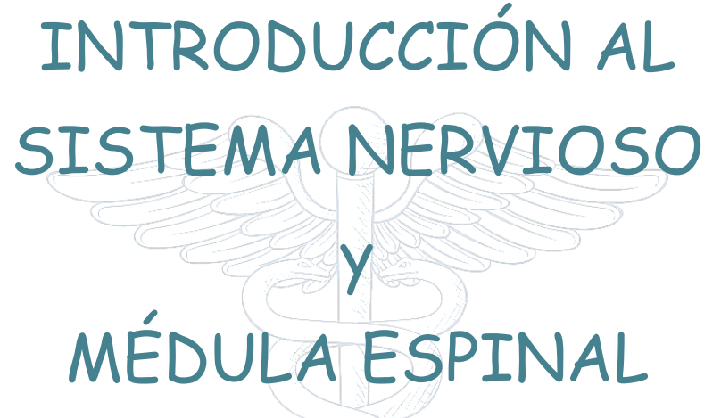 Resumen de Introducción al Sistema Nervioso y Médula Espinal