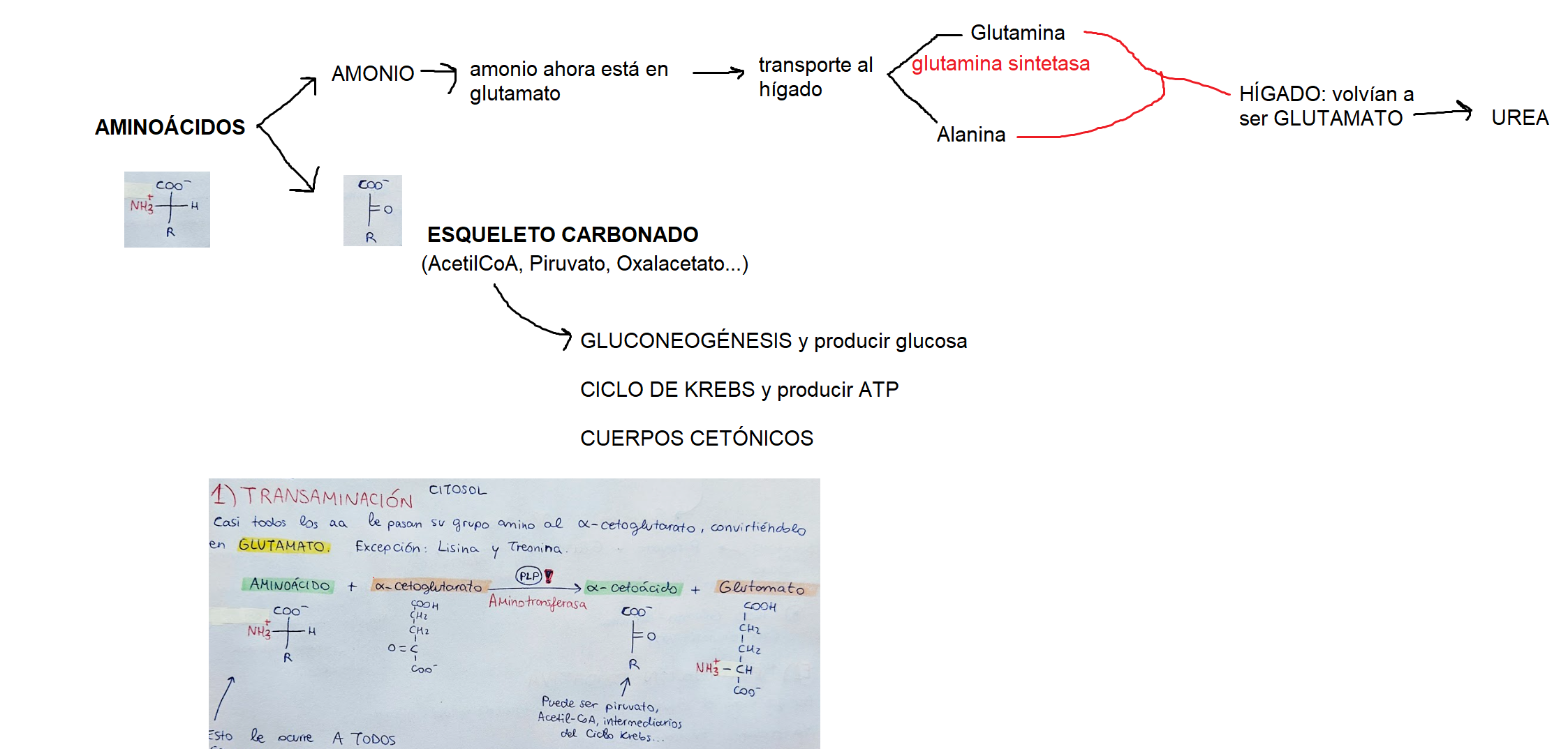 CLASES PARTICULARES DE BIOQUÍMICA