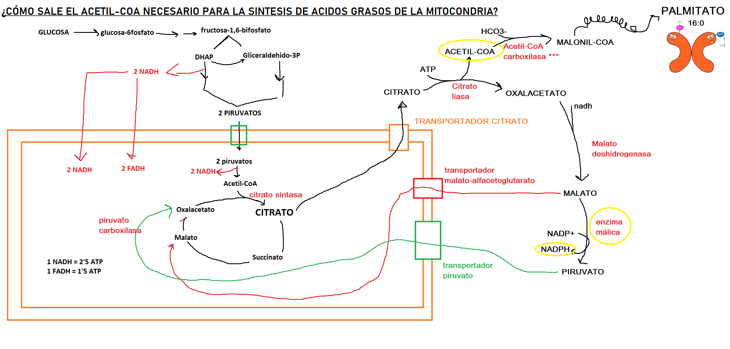CLASES PARTICULARES DE BIOQUÍMICA