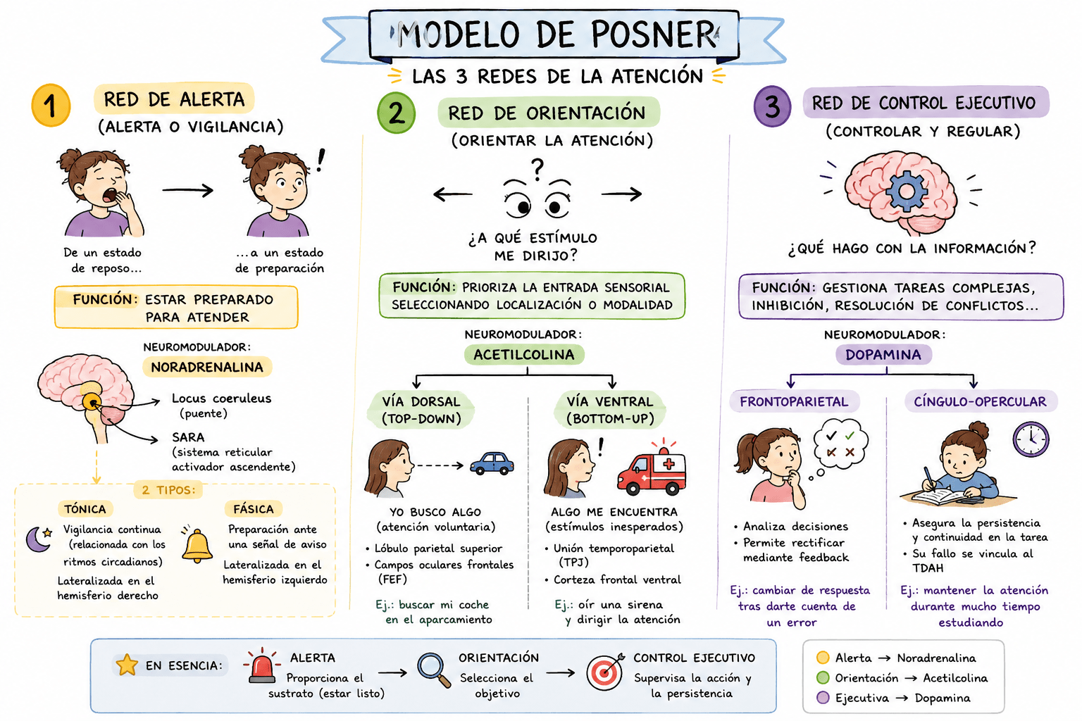 Tema 3: Redes de Atencion- POSNER