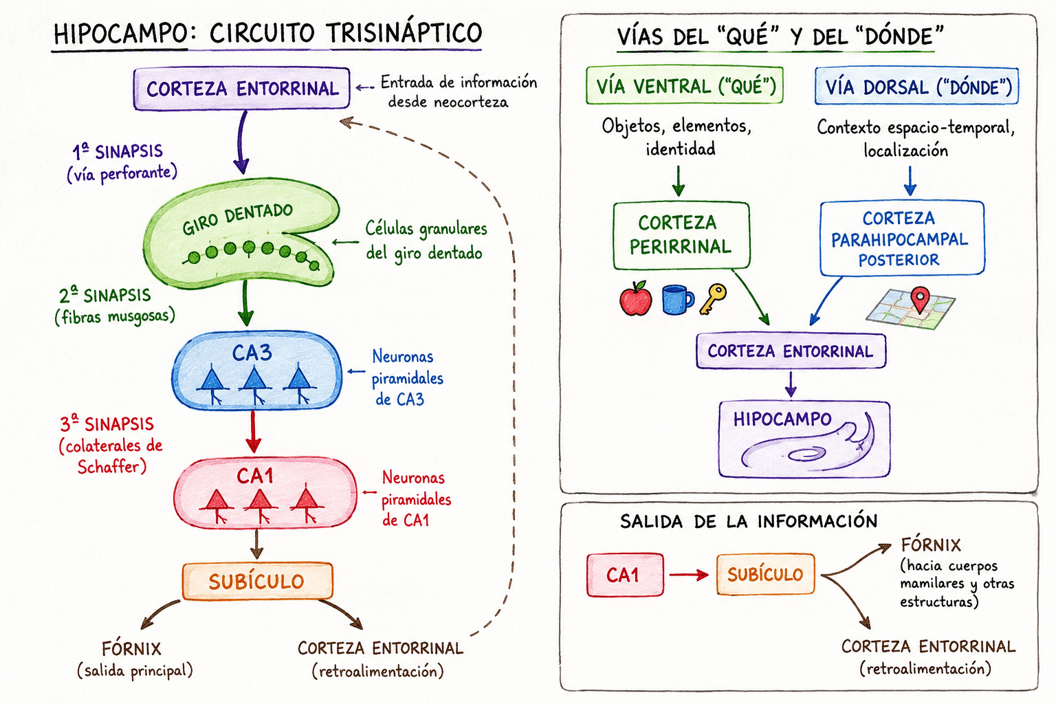 Tema 4: Circuito trisináptico