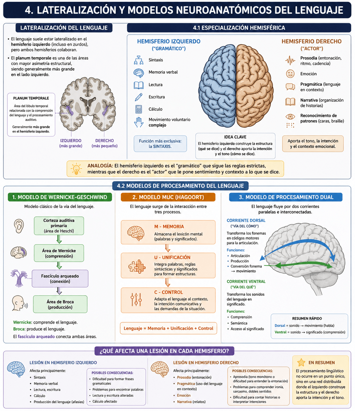 Tema 5: Lateralización y Modelos neuroanatómicos del lenguaje