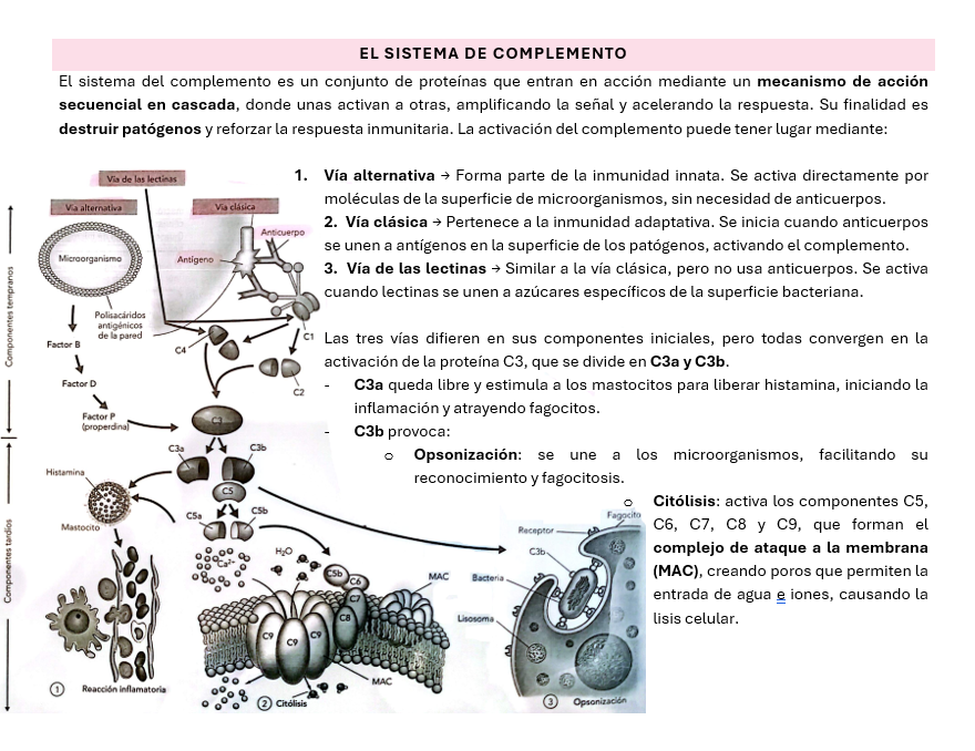 ¡Hola! Aquí dejo el enlace a mi resumen de inmunología de 2do de Bachillerato y una foto para que se vea su estilo. Puede ayudar a entender con facilidad cómo funcionan el sistema inmune y sus células ante una infección u otra amenaza.