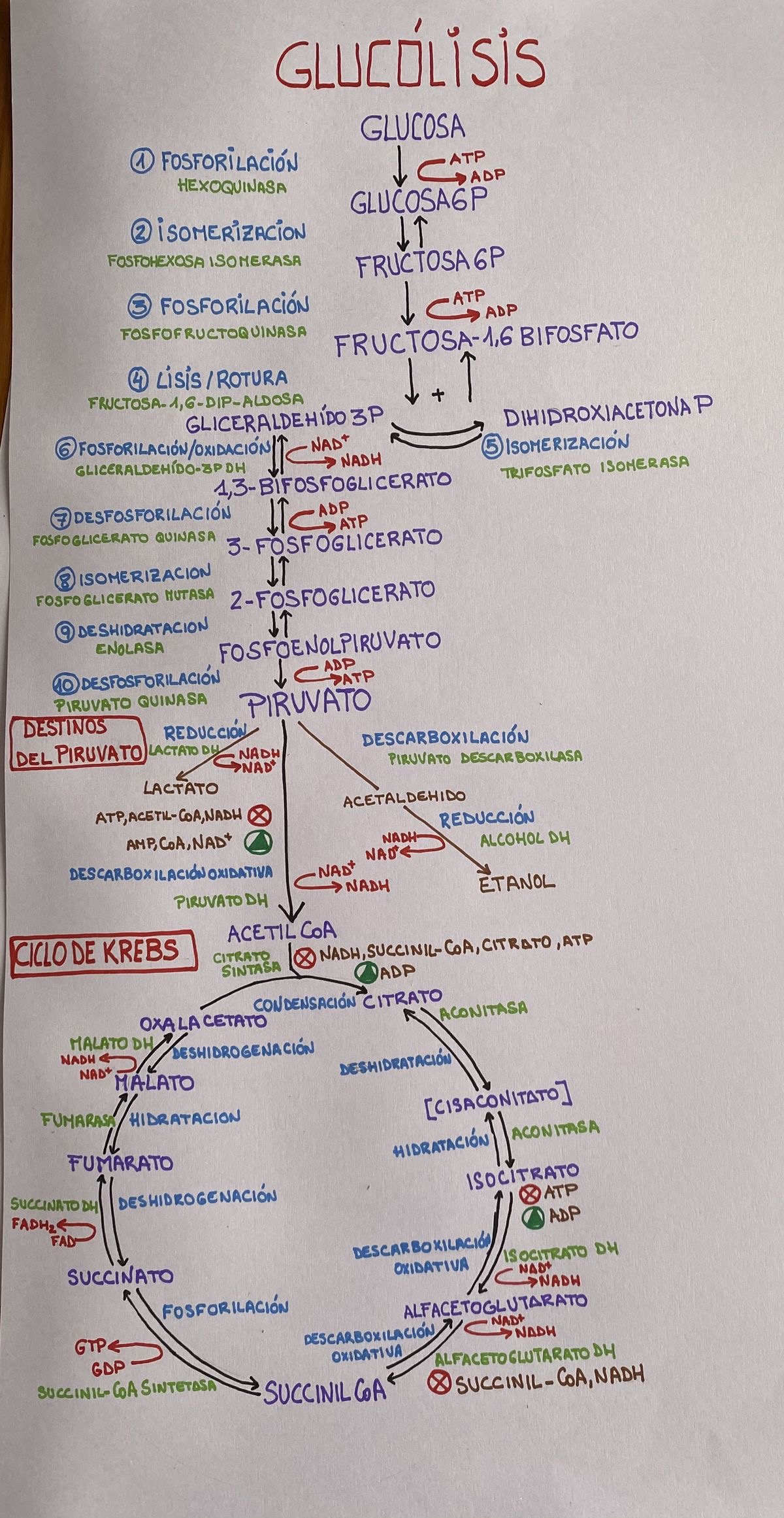 Proceso de glucólisis bachillerato