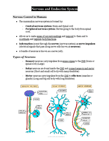 Nervous-and-Endocrine-System-summary.pdf