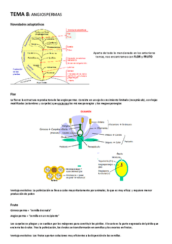 TEMA-8-Angiospermas.pdf