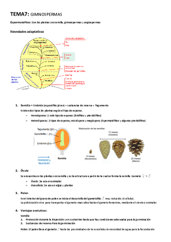 TEMA-7-Gimnospermas.pdf