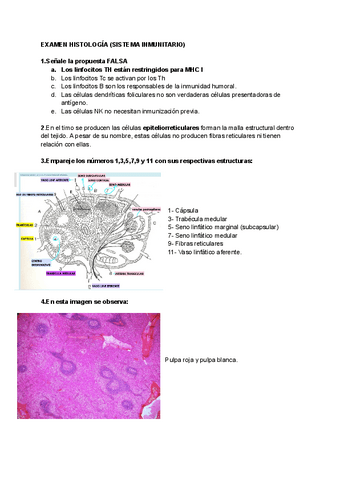 EXAMEN-HISTOLOGIA-SISTEMA-INMUNITARIO.pdf