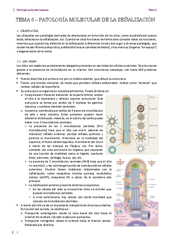 Tema-6.-Senalizacion.pdf