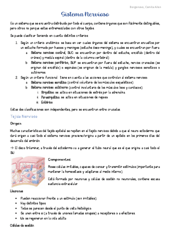 AyH-Sistema-Nervioso.pdf