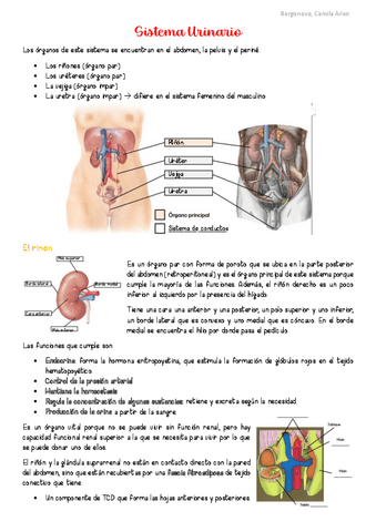 AyH-Sistema-Urinario.pdf