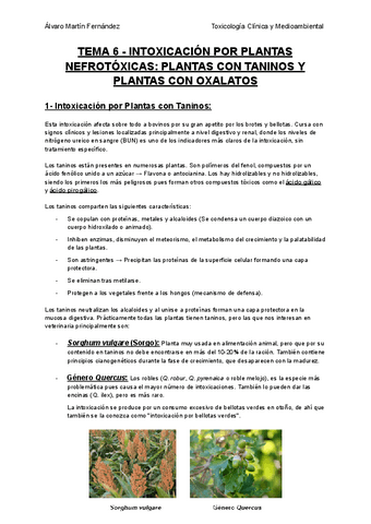 TEMA-6-INTOXICACION-POR-PLANTAS-CON-NEFROTOXICAS-POR-PLANTAS-CON-TANINOS-Y-POR-PLANTAS-CON-OXALATOS.pdf