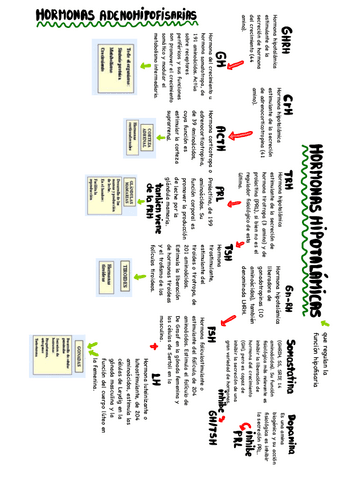 HORMONAS-hipotalamo-hipofisis.pdf