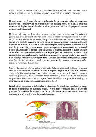 EMBRIOLOGIA-SNC-VETERINARIA.pdf