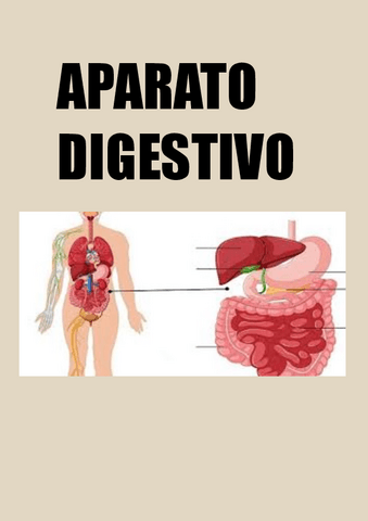 APARATO-DIGESTIVO.pdf