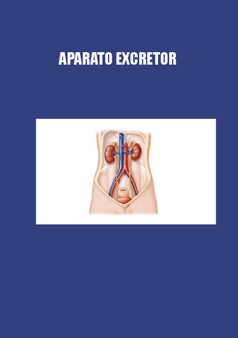 APARATO-EXCRETOR.pdf