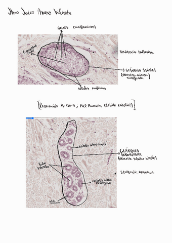 Tareapractica4P1HistologiaJhonAzuero.pdf