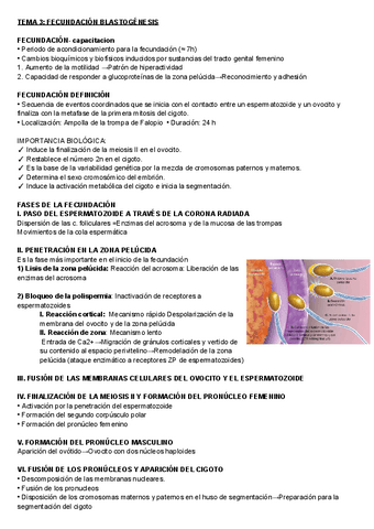 Embriologia-tema-3-y-4.pdf