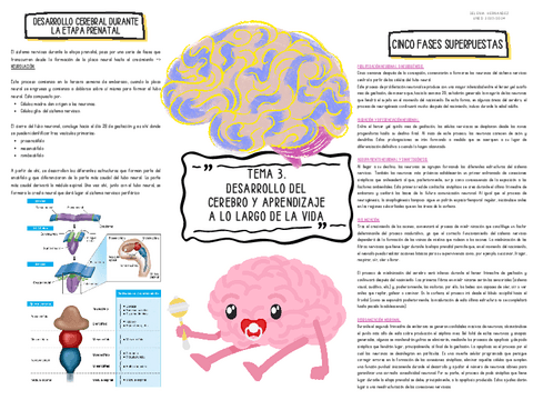 Tema-3.-DESARROLLO-DEL-CEREBRO-Y-APRENDIZAJE-A-LO-LARGO-DE-LA-VIDA..pdf