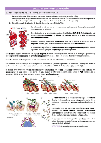 TEMA-11.-Interacciones-DNA-proteina.pdf