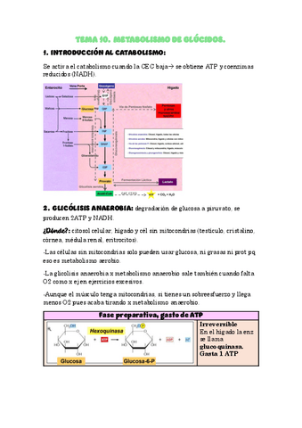 Tema-10-Metabolismo-de-glucidos.pdf