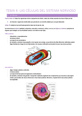 T.4-Las-celulas-del-sistema-nervioso.pdf