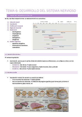 T.6-Desarrollo-del-Sistema-Nervioso.pdf