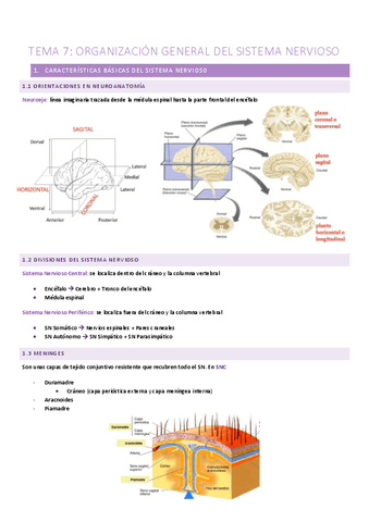 T.7-Organizacion-general-del-sistema-nervioso.pdf