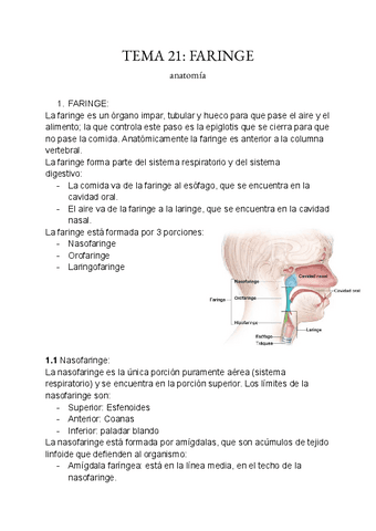 2ndo-parcial-anato.pdf