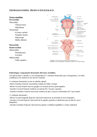 2. Tronco encefálico.pdf