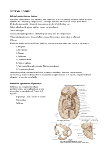 5. Sistema limbico.pdf