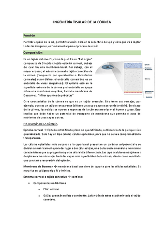 INGTISULARCORNEA.pdf