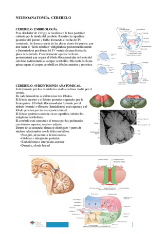 6. Cerebelo.pdf