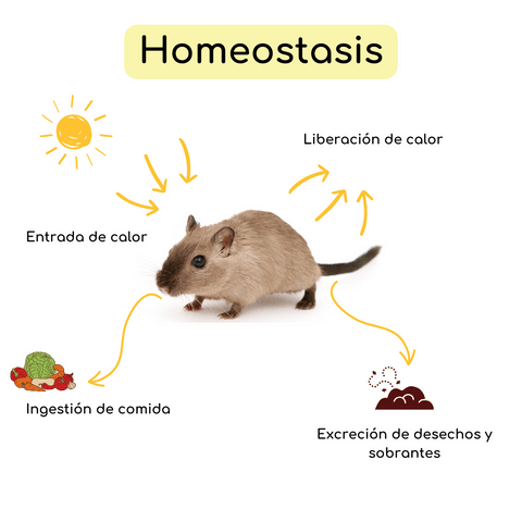 Homeostasis-animales.png