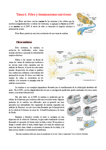Tema-6.-Fibras-y-terminaciones-nerviosas.pdf
