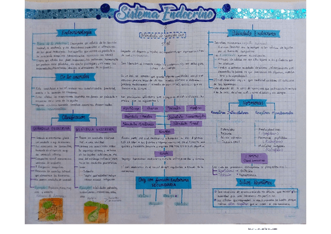 Sistema-Endocrino.pdf