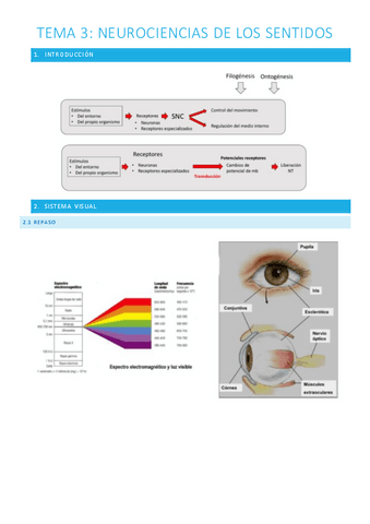 T.3-Neurociencias-de-los-sentidos.pdf