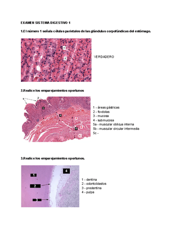 EXAMEN-SISTEMA-DIGESTIVO-1.pdf