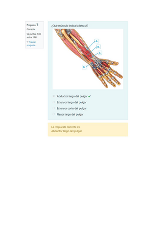 Solucion-Minitest-Musculos-del-Antebrazo.pdf