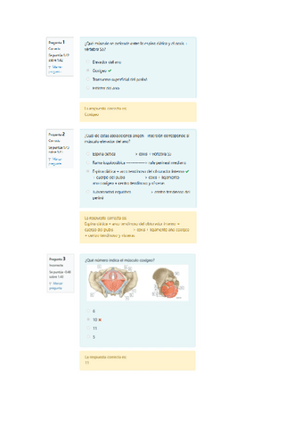 Trabajo-individual-2-Cuestionario-Tema-14-Musculos-Pelvicos.pdf